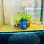 Halfmoon Red Koi Galaxy Female Betta 080 Female betta