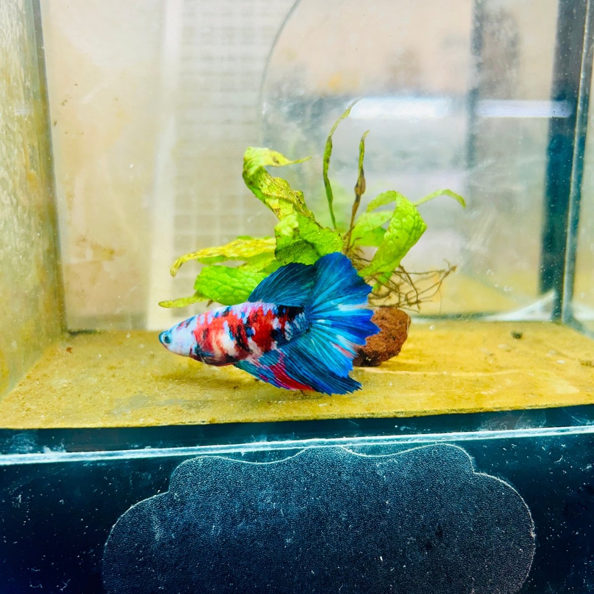 Halfmoon Red Koi Galaxy Female Betta 080 Female betta
