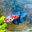 Halfmoon Red Koi Galaxy Female Betta 080 Live Betta Fish Female betta