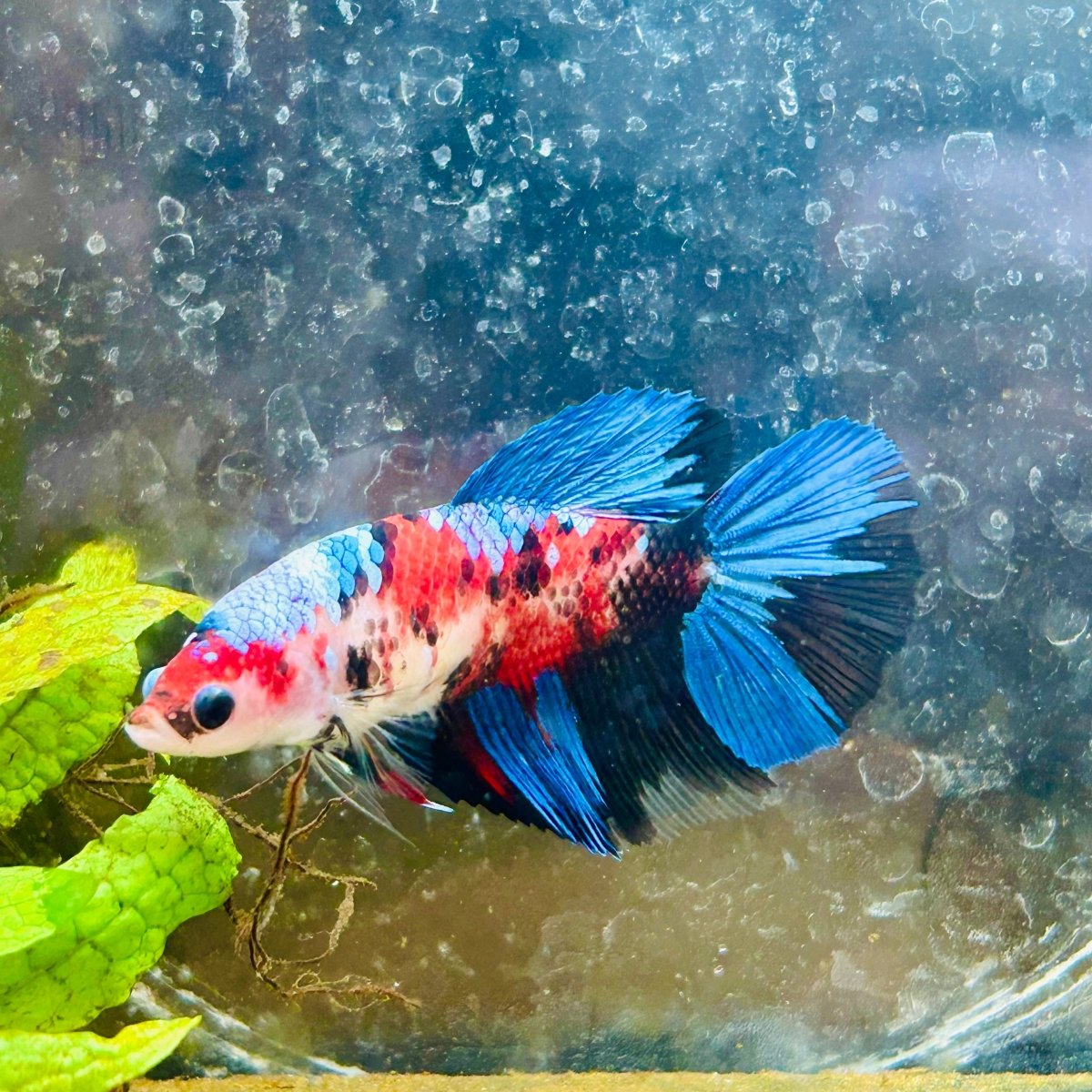 Halfmoon Red Koi Galaxy Female Betta 080 Live Betta Fish Female betta
