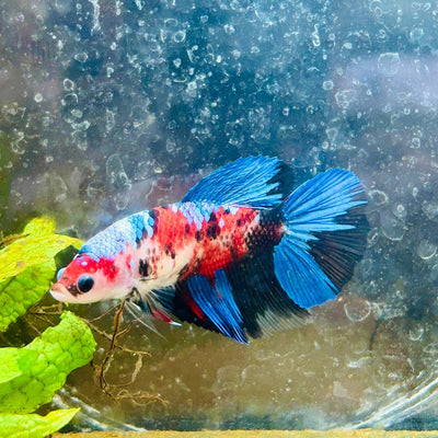 Halfmoon Red Koi Galaxy Female Betta 080 Live Betta Fish Female betta