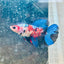 Halfmoon Red Koi Galaxy Female Betta 080 Live Betta Fish Female betta