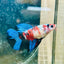 Halfmoon Red Koi Galaxy Female Betta 080 Live Betta Fish Female betta