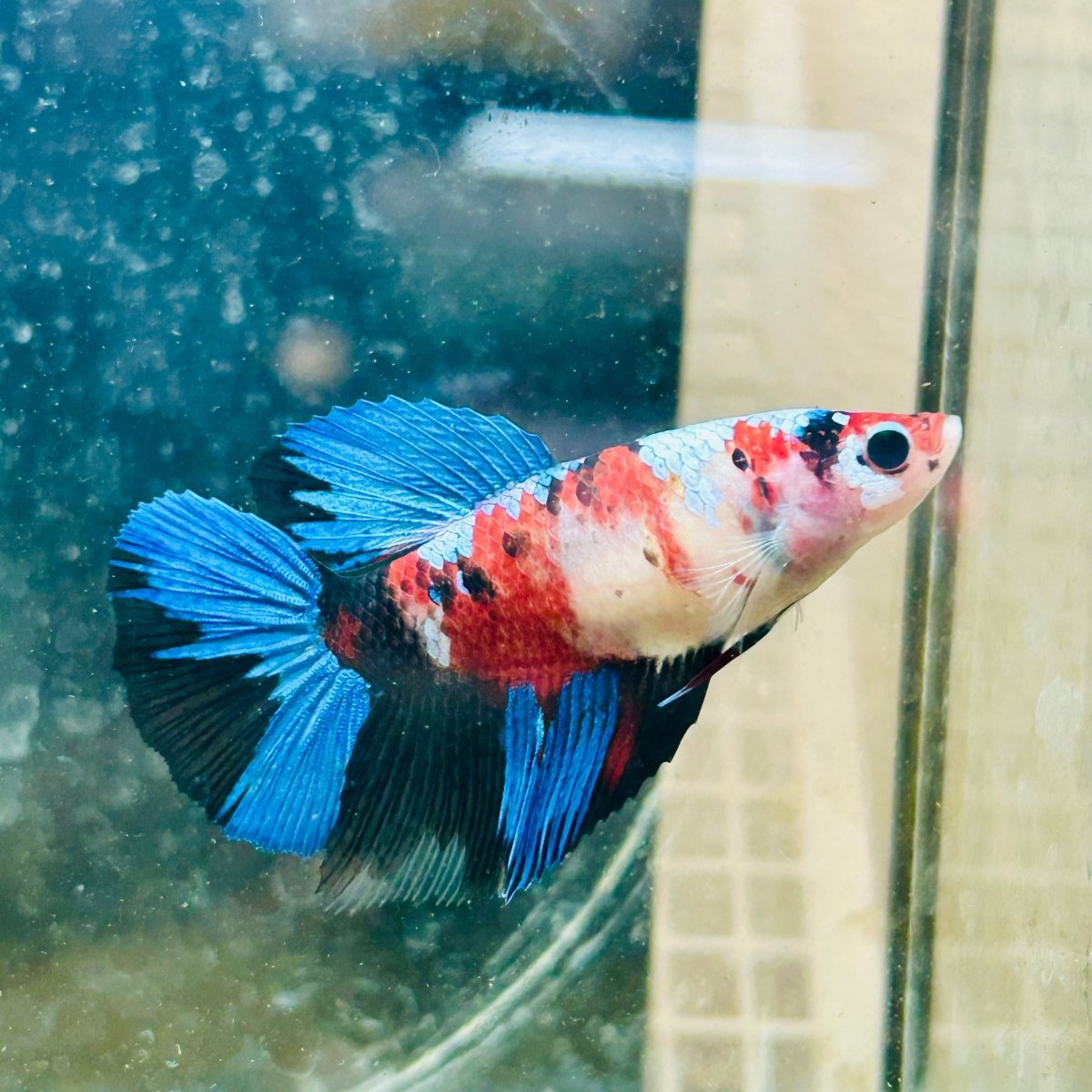 Halfmoon Red Koi Galaxy Female Betta 080 Live Betta Fish Female betta