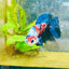 Halfmoon Red Koi Galaxy Female Betta 080 Live Betta Fish Female betta