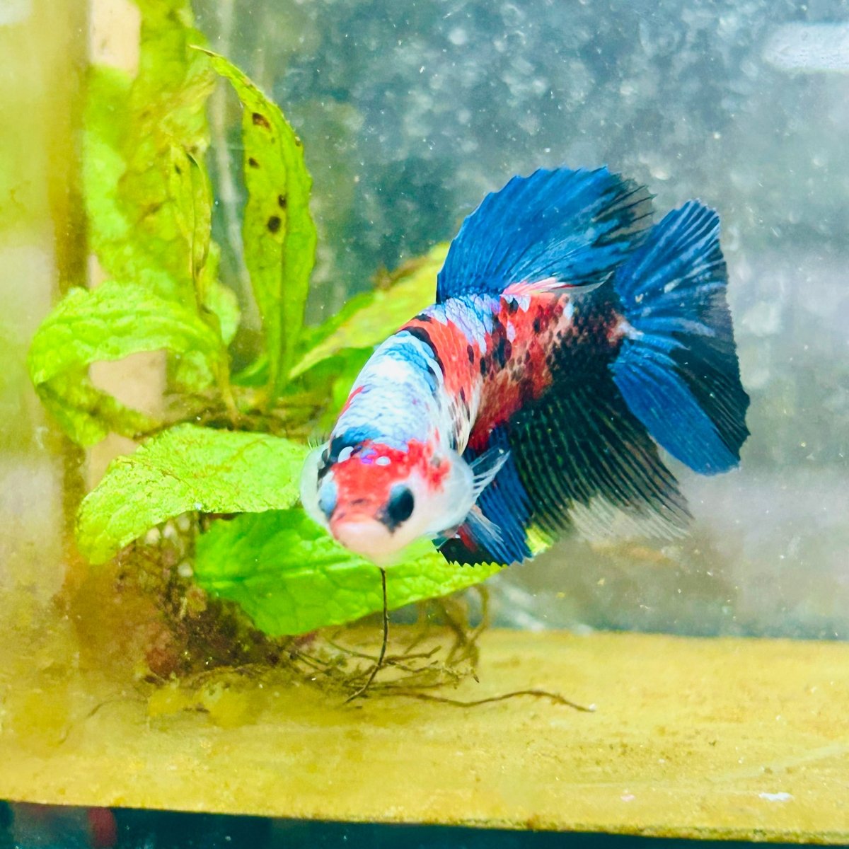Halfmoon Red Koi Galaxy Female Betta 080 Live Betta Fish Female betta