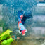 Halfmoon Red Koi Galaxy Female Betta 080 Live Betta Fish Female betta