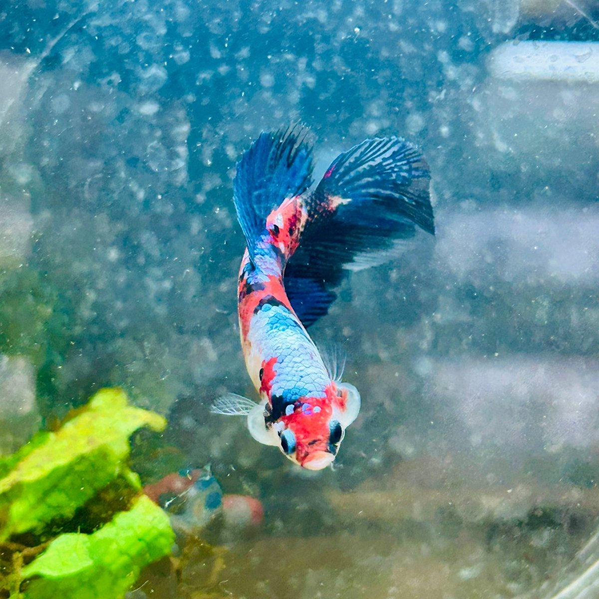 Halfmoon Red Koi Galaxy Female Betta 080 Live Betta Fish Female betta