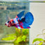 Halfmoon Red Koi Galaxy Female Betta 090 Live Betta Fish Female betta