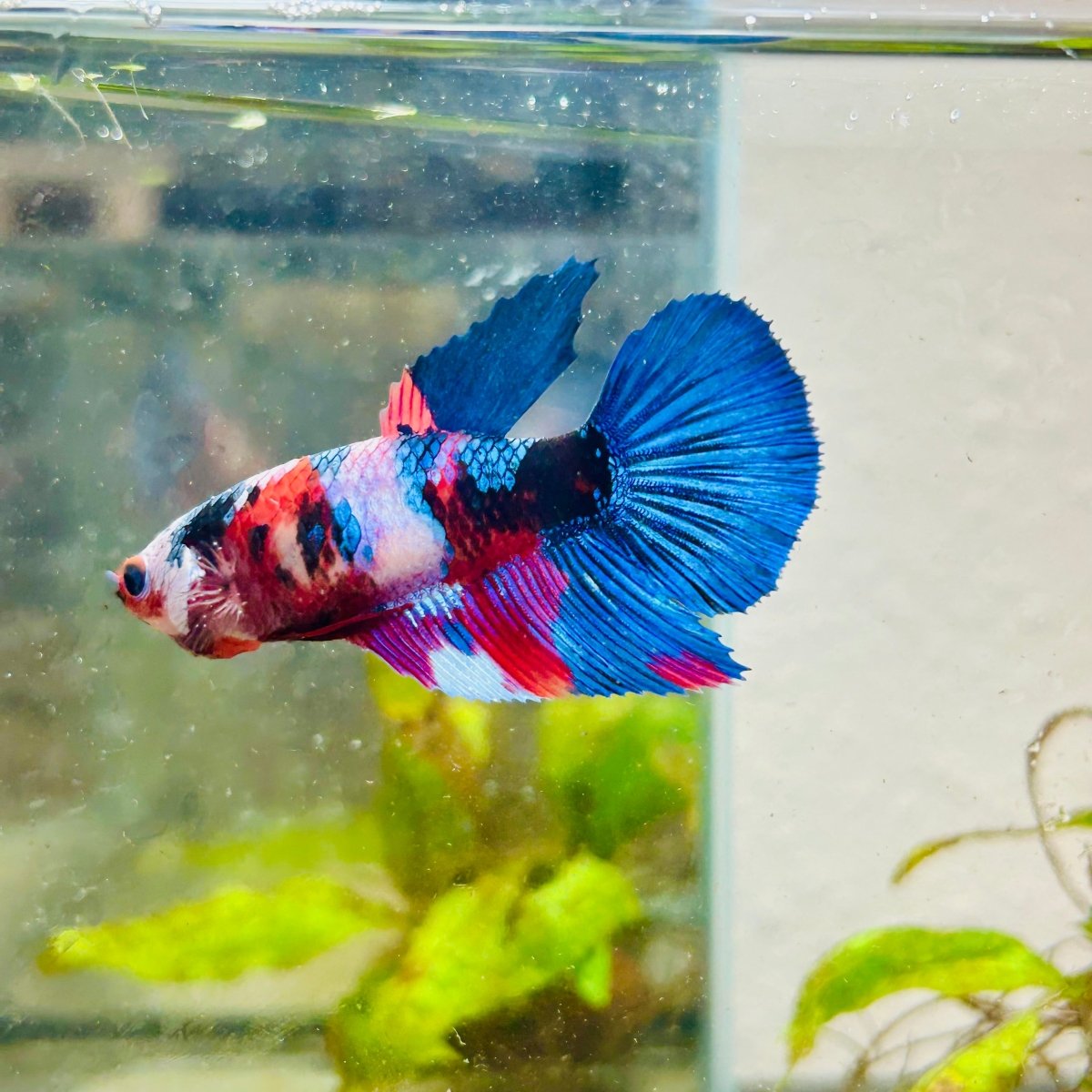 Halfmoon Red Koi Galaxy Female Betta #090