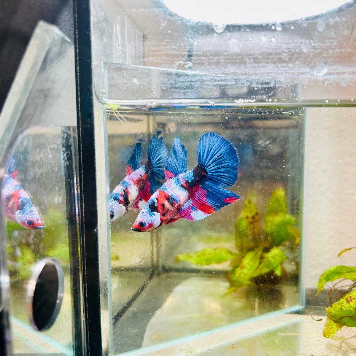 Halfmoon Red Koi Galaxy Female Betta #090