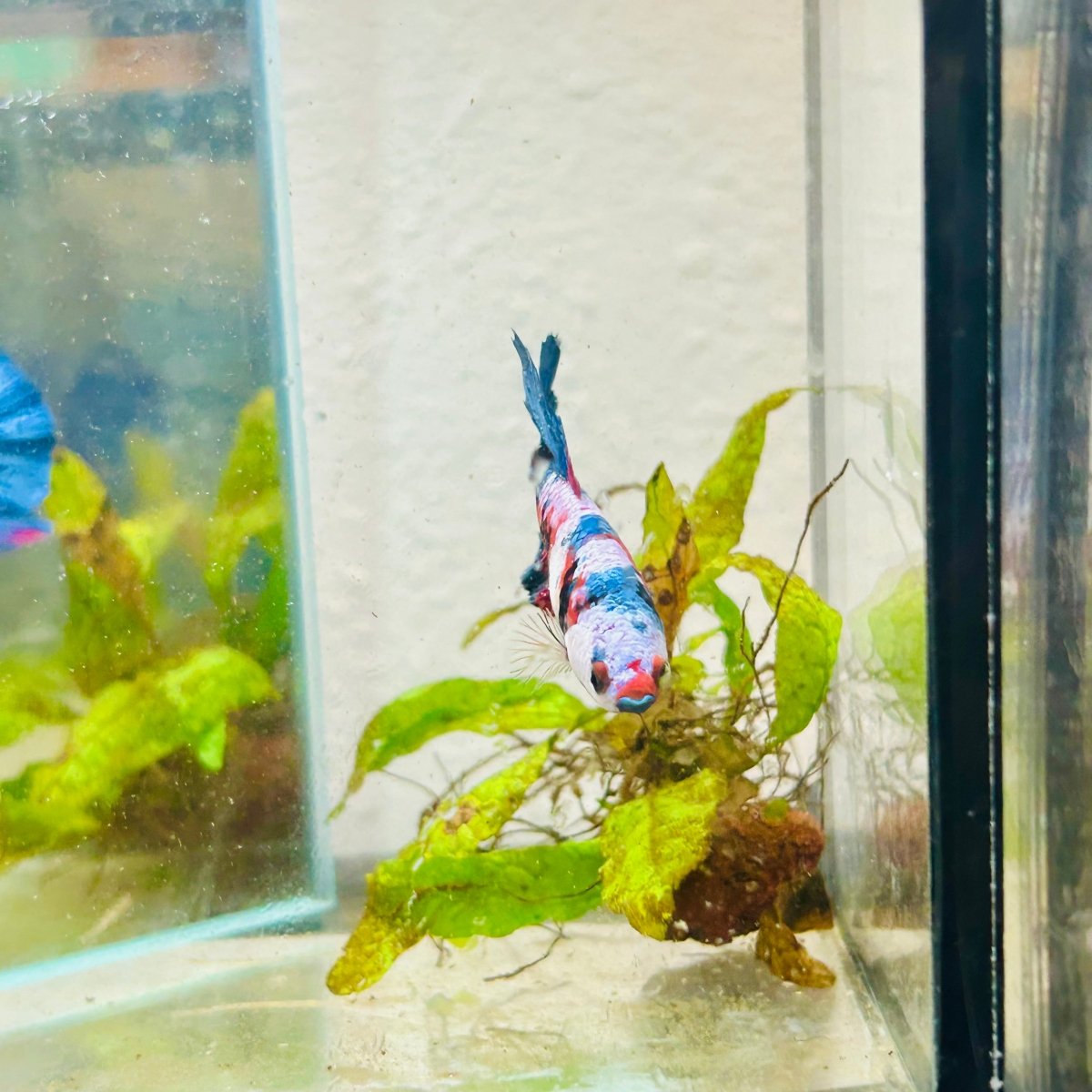 Halfmoon Red Koi Galaxy Female Betta #090