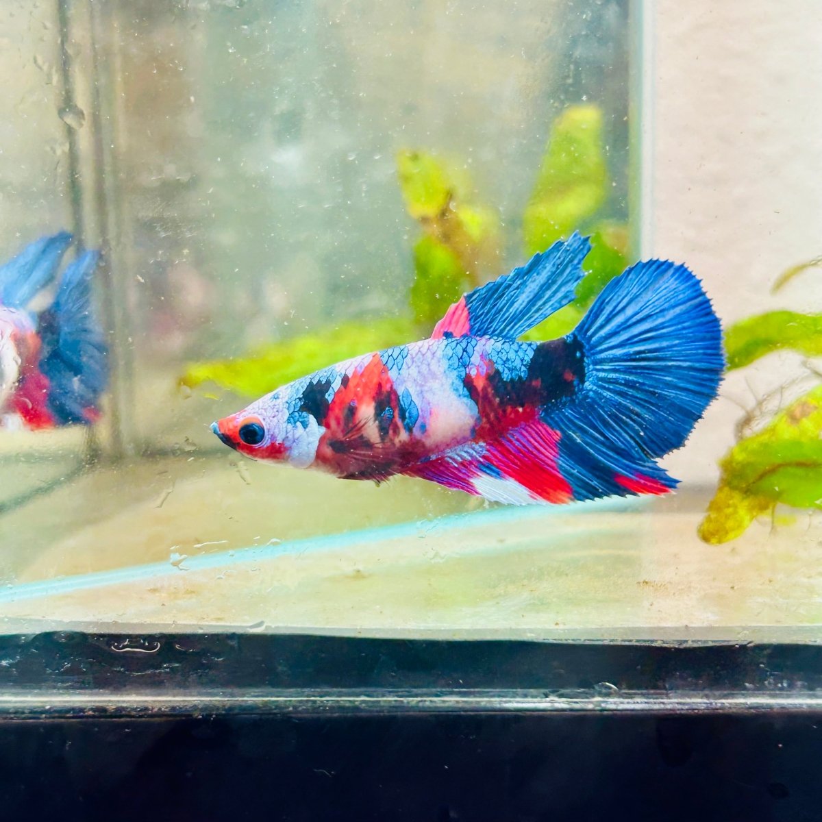 Halfmoon Red Koi Galaxy Female Betta #090