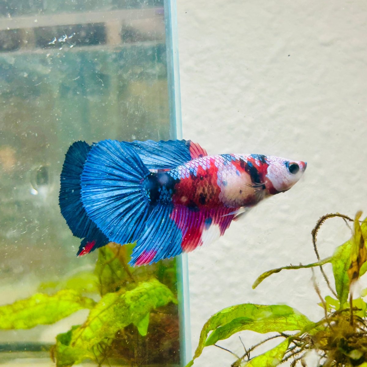 Halfmoon Red Koi Galaxy Female Betta #090