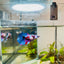Halfmoon Red Koi Galaxy Female Betta 090 Live Betta Fish Female betta