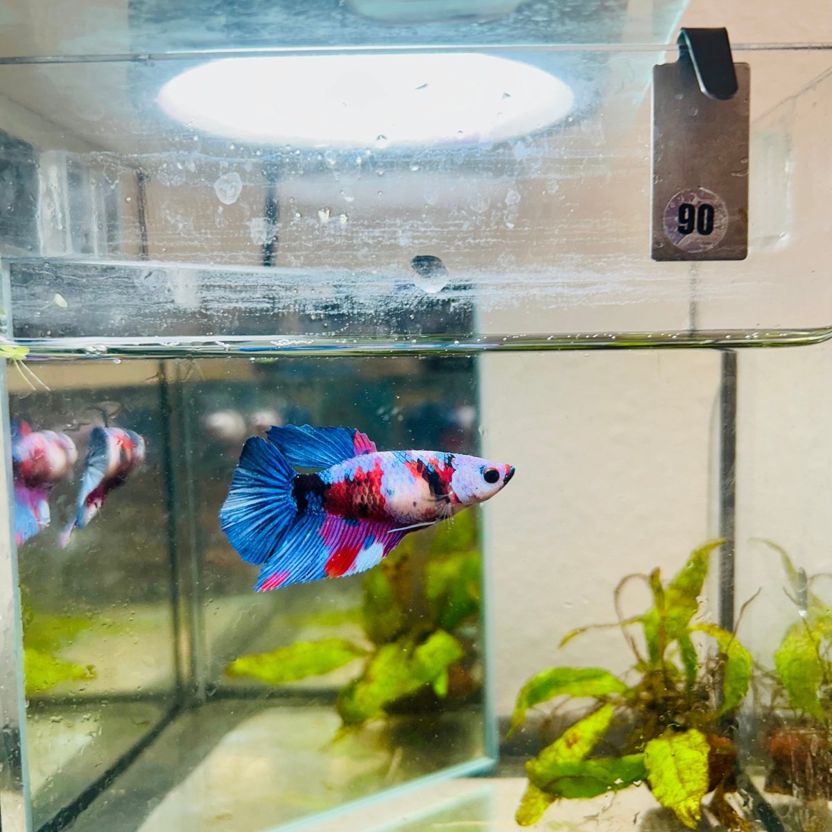 Halfmoon Red Koi Galaxy Female Betta #090