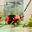 Halfmoon Red Koi Galaxy Female Betta 096 Live Betta Fish Female betta