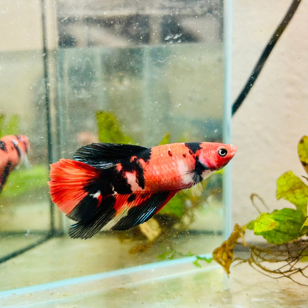 Halfmoon Red Koi Galaxy Female Betta #096