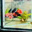 Halfmoon Red Koi Galaxy Female Betta 096 Live Betta Fish Female betta