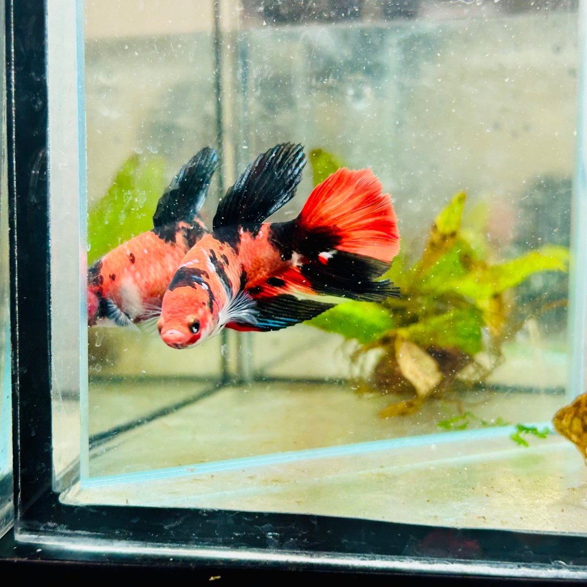 Halfmoon Red Koi Galaxy Female Betta #096