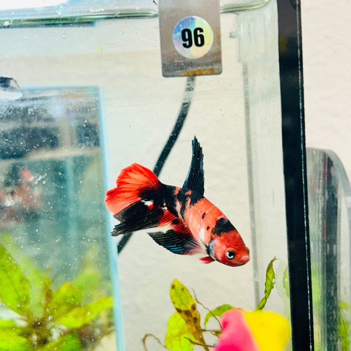 Halfmoon Red Koi Galaxy Female Betta #096