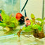 Halfmoon Red Koi Galaxy Female Betta 096 Live Betta Fish Female betta