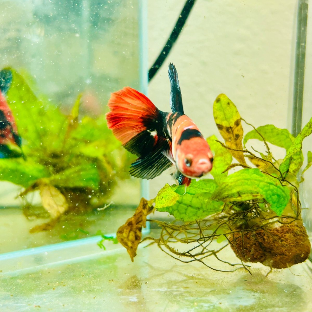 Halfmoon Red Koi Galaxy Female Betta #096
