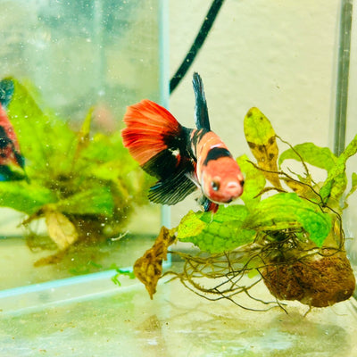 Halfmoon Red Koi Galaxy Female Betta 096 Live Betta Fish Female betta