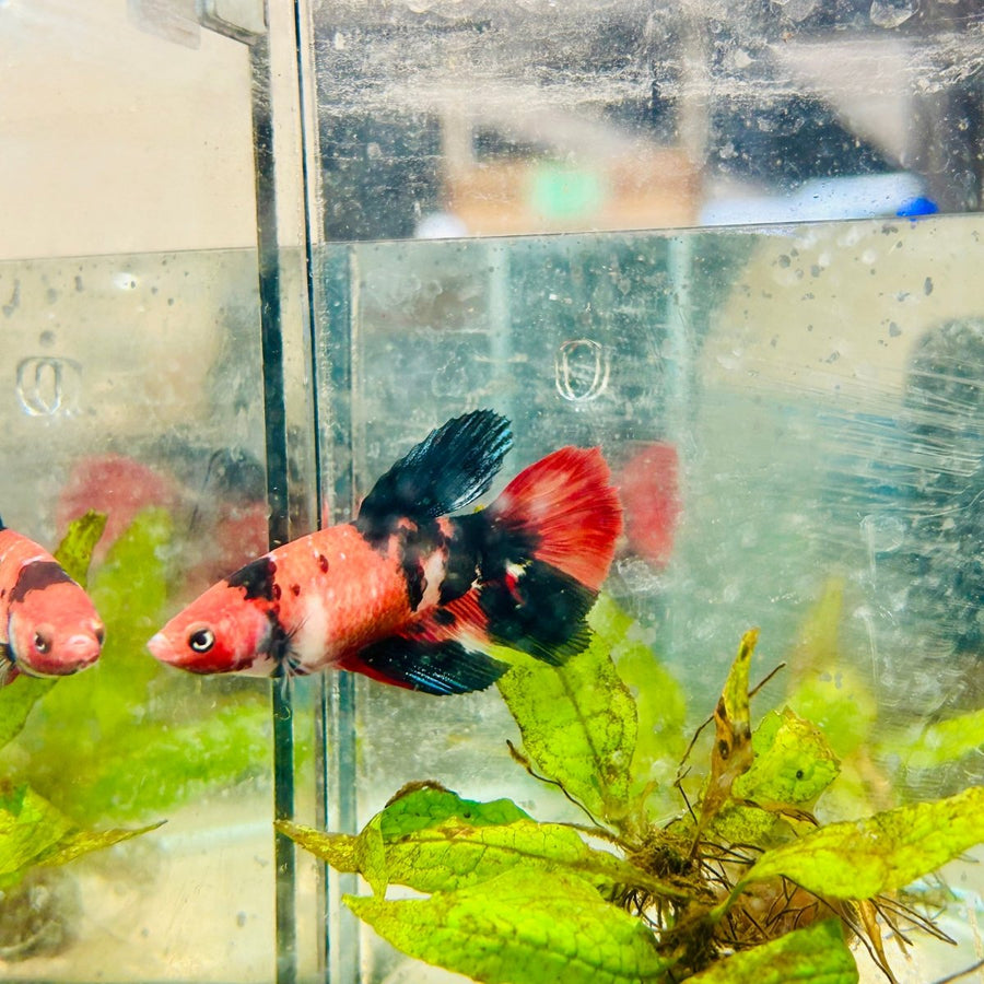 Halfmoon Red Koi Galaxy Female Betta 096 Live Betta Fish Female betta