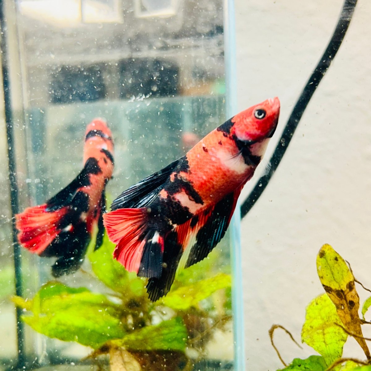 Halfmoon Red Koi Galaxy Female Betta #096