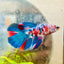 Halfmoon Red Koi Galaxy Female Betta 098 Live Betta Fish Female betta