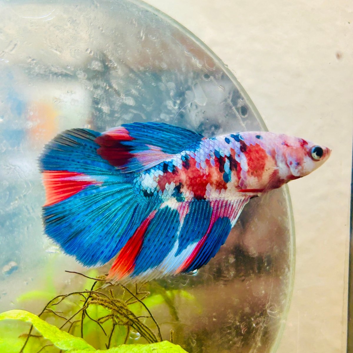Halfmoon Red Koi Galaxy Female Betta 098 Live Betta Fish Female betta