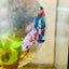 Halfmoon Red Koi Galaxy Female Betta 098 Live Betta Fish Female betta