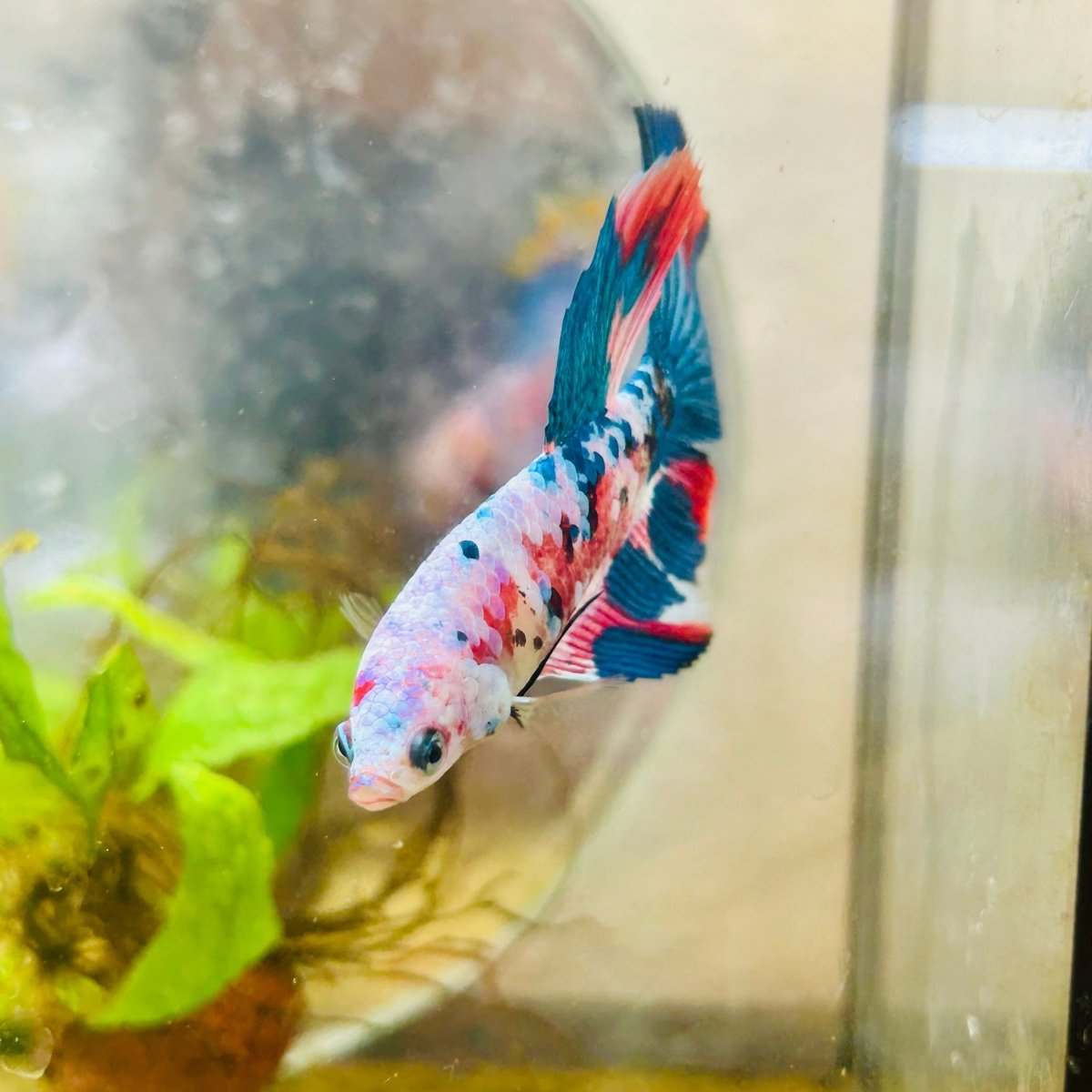 Halfmoon Red Koi Galaxy Female Betta 098 Live Betta Fish Female betta