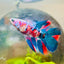 Halfmoon Red Koi Galaxy Female Betta 098 Live Betta Fish Female betta