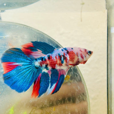 Halfmoon Red Koi Galaxy Female Betta 098 Live Betta Fish Female betta