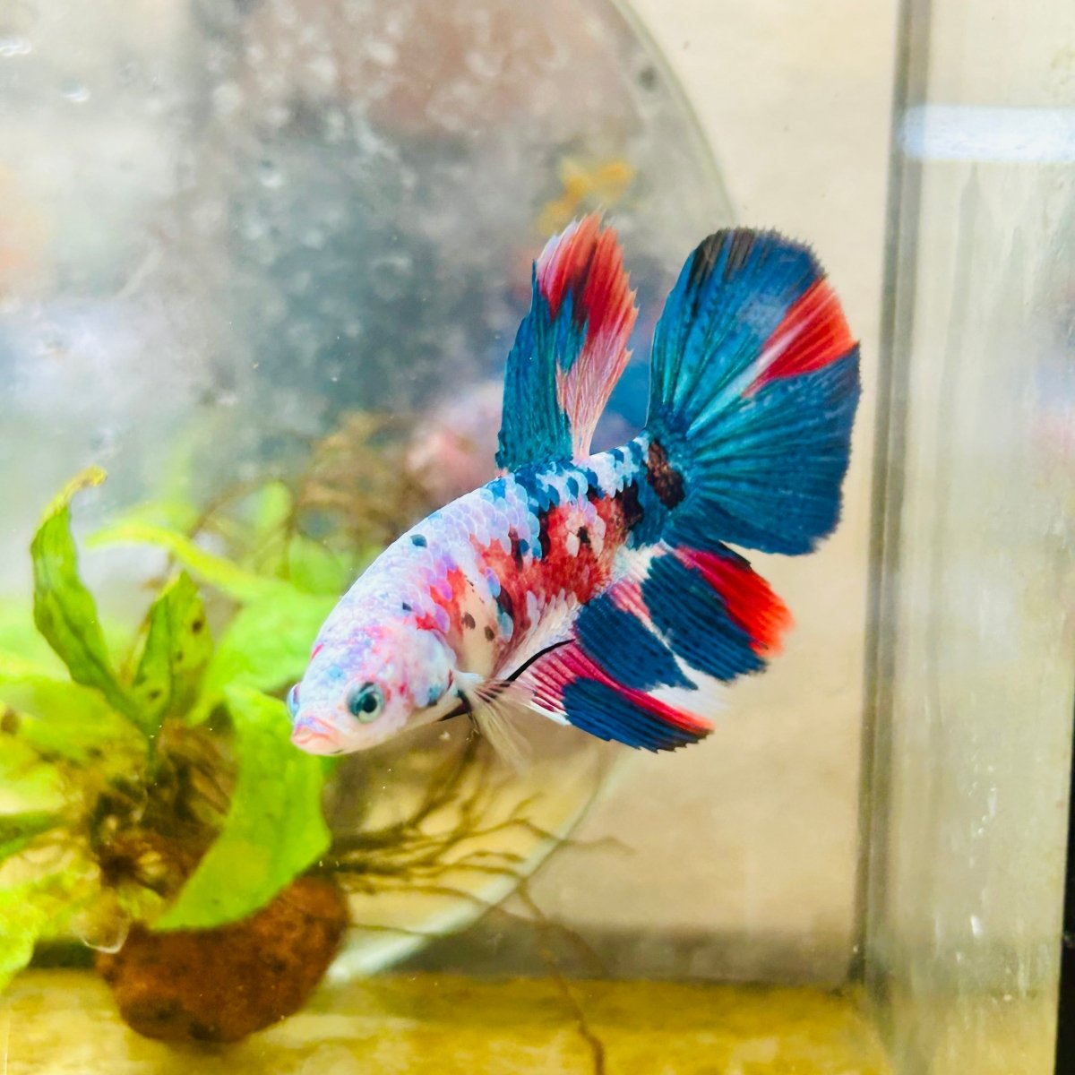 Halfmoon Red Koi Galaxy Female Betta 098 Live Betta Fish Female betta