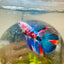 Halfmoon Red Koi Galaxy Female Betta 098 Live Betta Fish Female betta