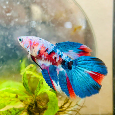 Halfmoon Red Koi Galaxy Female Betta 098 Live Betta Fish Female betta
