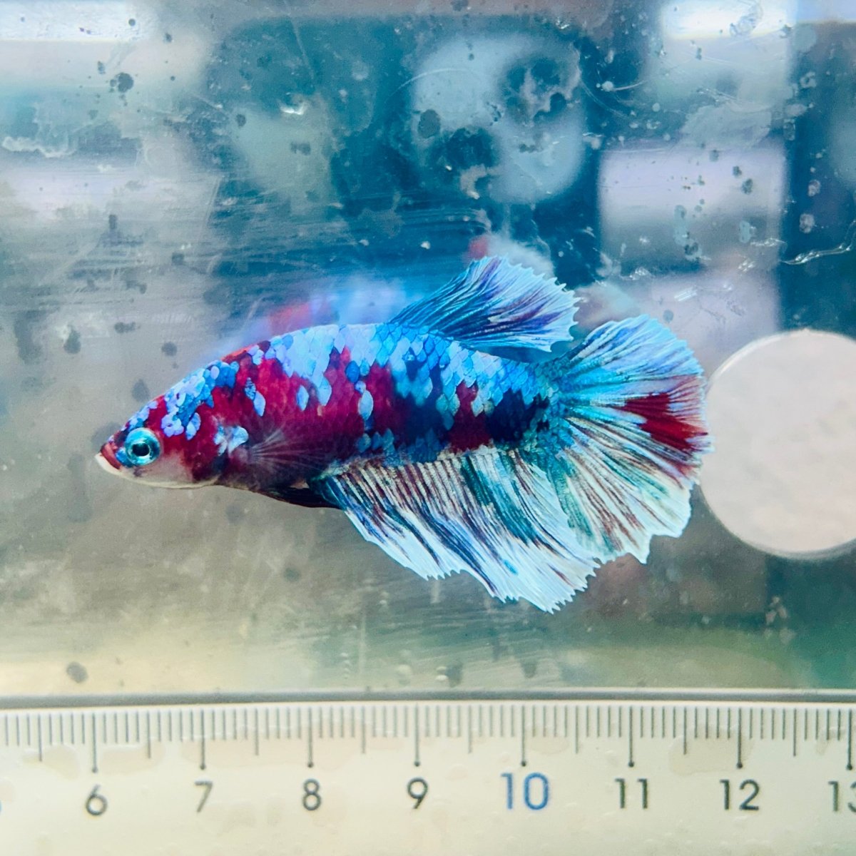Halfmoon Red Koi Galaxy Female Betta #109