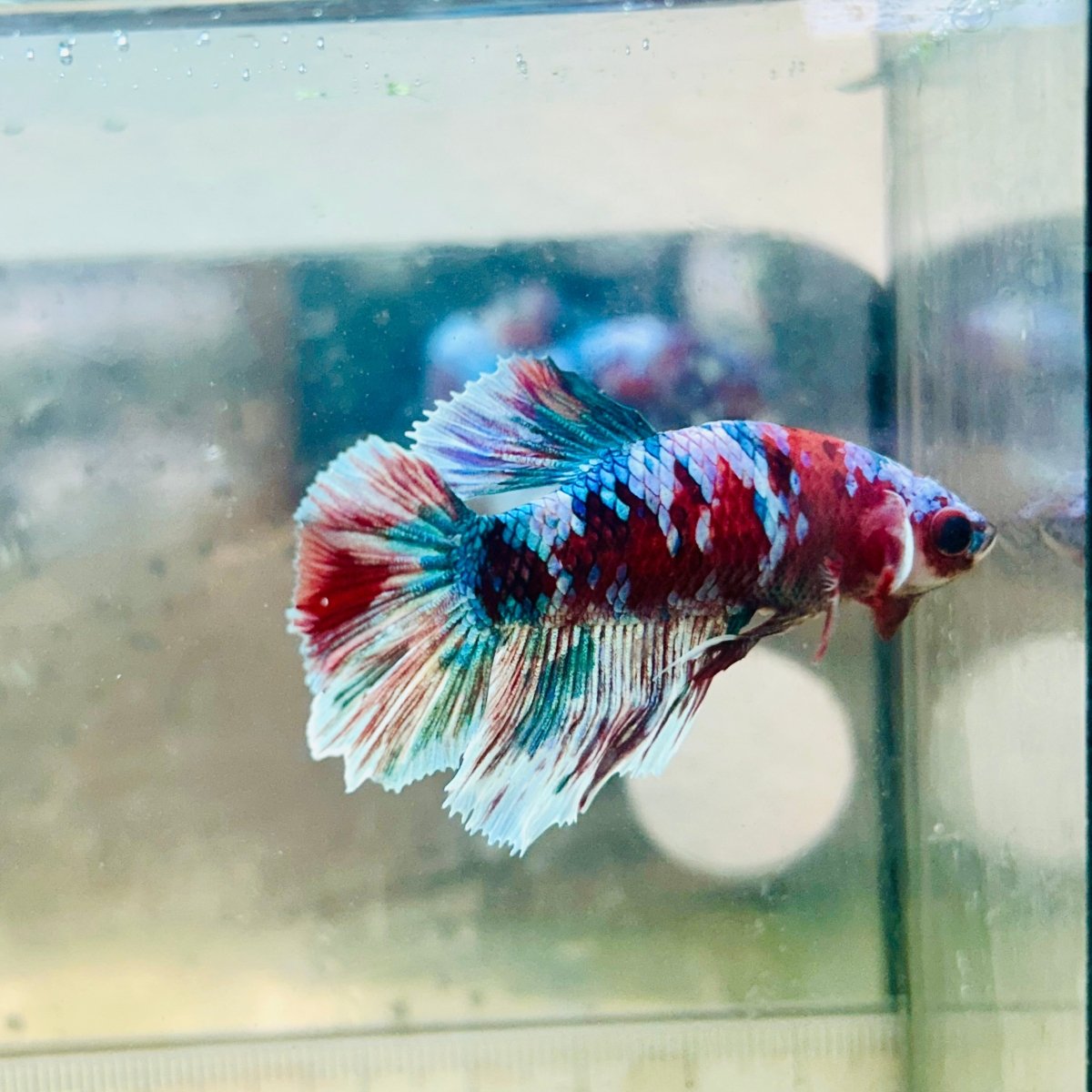 Halfmoon Red Koi Galaxy Female Betta #109