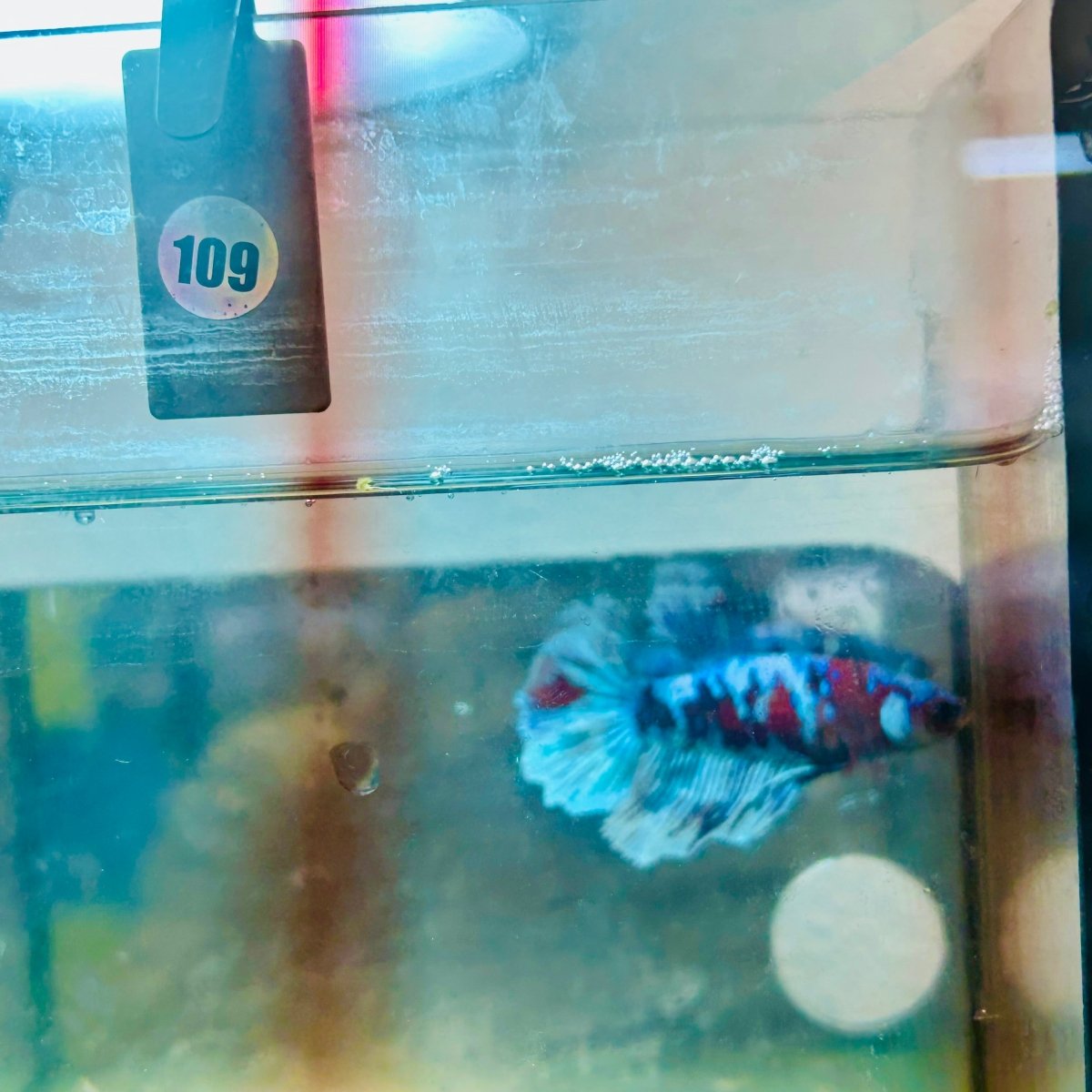 Halfmoon Red Koi Galaxy Female Betta #109
