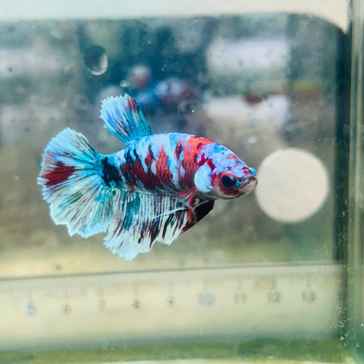 Halfmoon Red Koi Galaxy Female Betta #109
