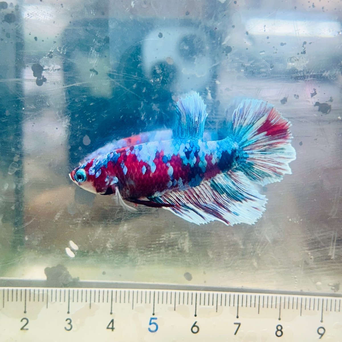 Halfmoon Red Koi Galaxy Female Betta #109
