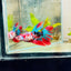 Halfmoon Red Koi Galaxy Female Betta 111 Live Betta Fish Female betta