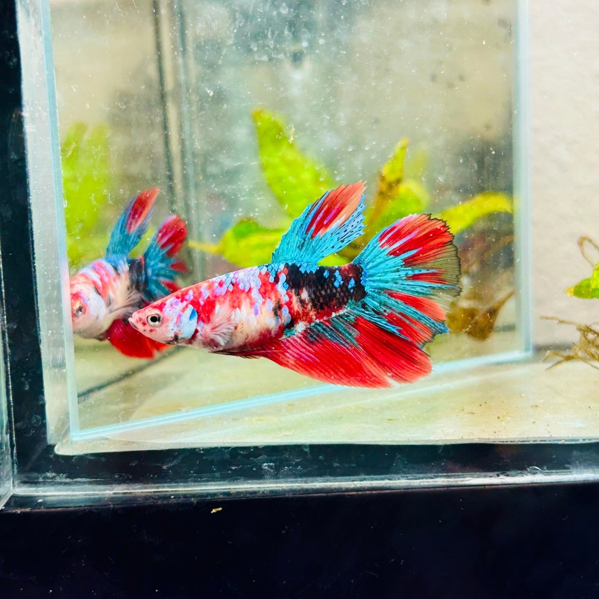 Halfmoon Red Koi Galaxy Female Betta #111