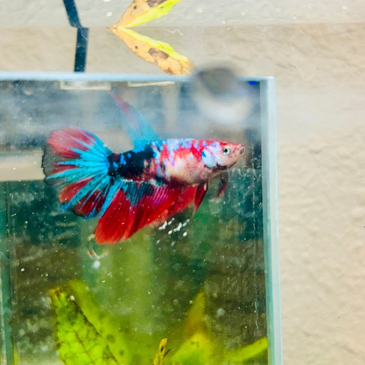 Halfmoon Red Koi Galaxy Female Betta #111