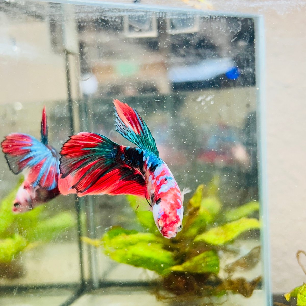 Halfmoon Red Koi Galaxy Female Betta #111