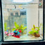 Halfmoon Red Koi Galaxy Female Betta 111 Live Betta Fish Female betta