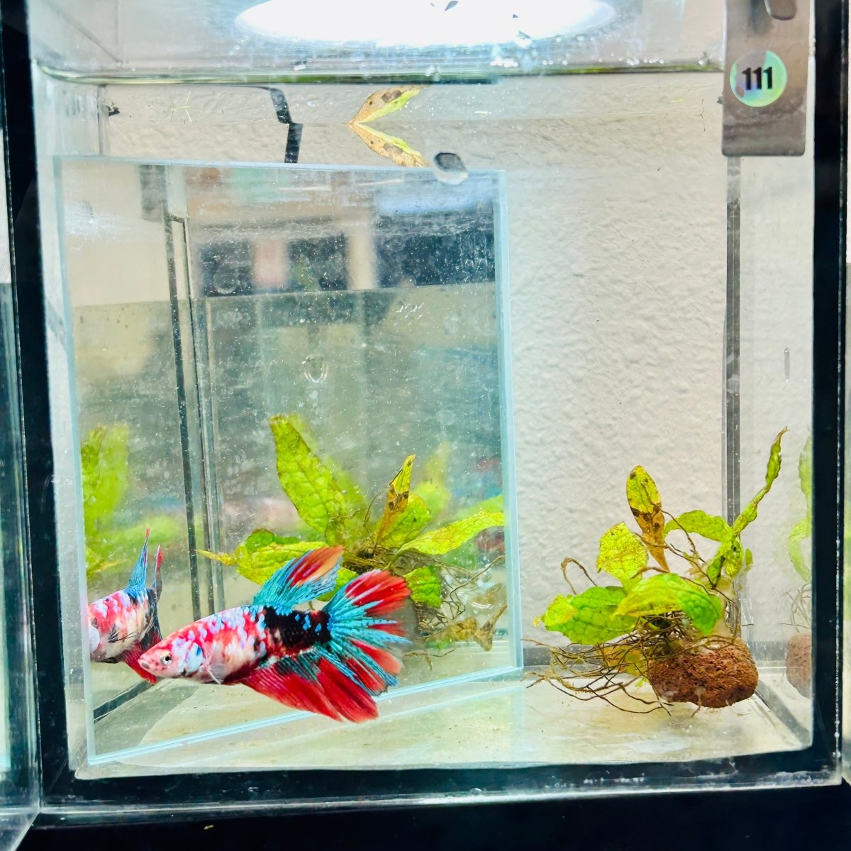 Halfmoon Red Koi Galaxy Female Betta #111